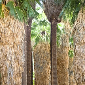 Palm Springs, CA, USA - Image of the trunks of palm trees. Vertical shot