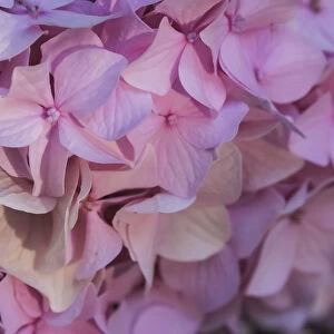 Pink hydrangea blossom