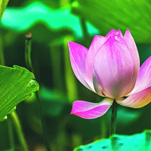 Pink lotus blooming, Temple of the Sun, Beijing, China