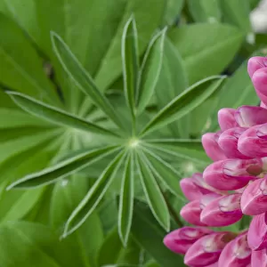 Pink Lupine blossoms