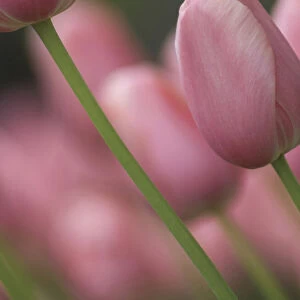 Pink tulips, Michigan