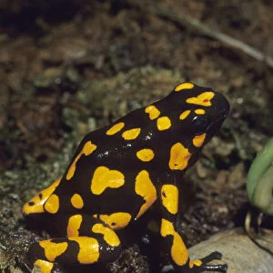Poison Dart Frog, (Dendrobates histrionicus), South America