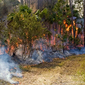 Prescribed fire in south Florida is responsible for fuel reduction and wildlife habitat management