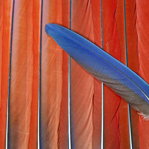 Red Scarlet Macaw Tail Feathers overlayed with Blue Tail feather