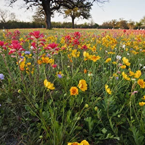 Roadside wildflowers in Texas, spring