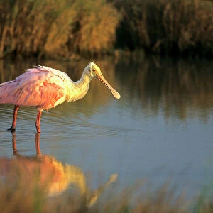 Spoonbills Related Images
