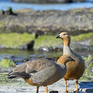 Ruddy-headed Goose (Chloephaga rubidiceps) in tidal area of Carcass Island. South America