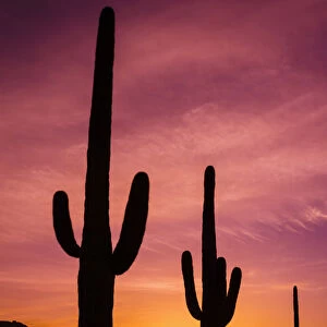 Saguaro cactus at sunrise under Gates Pass, Tucson Mountain Park, Arizona