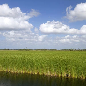 Sawgrass in the Florida everglades