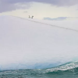 South Georgia Island. Chinstrap penguins ride an iceberg