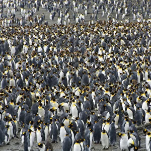 South Georgia. Saint Andrews. View of the huge king penguin (Aptenodytes patagonicus)