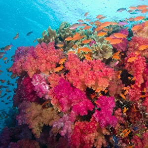 South Pacific, Fiji, Viti Levu, Bligh Water, Coral Reef, Multicolor Soft Corals (Dendronepthya sp