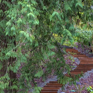 Stairway on trail at the Arboretum in Seattle, Washington State, USA