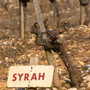 A syrah vine and sign at La Truffe de Ventoux truffle farm, Vaucluse, Rhone, Provence