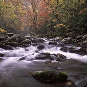 Tennessee, Great smoky Mt NP, Stream in fall at Tremont