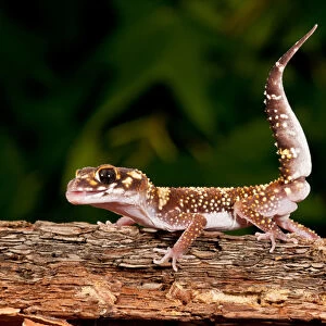 Thick-tailed Gecko Underwoodisaurus milli Native to Eastern Australia Habitat