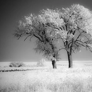 Trees of the Flint Hills in black and white infrared