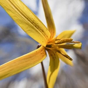 Trout Lily, Erythronium americanum