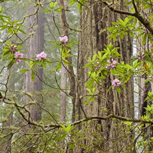 USA, California, Del Norte Coast Redwoods State Park, Blooming rhododendrons in fog