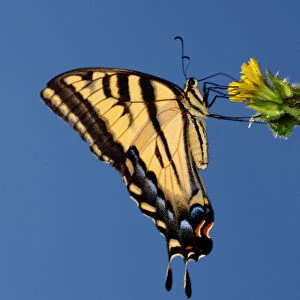 USA; California; San Diego; An Anise Swallowtail Butterfly in Mission Trails Regional