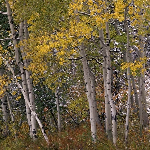 USA, CO, Maroon Bells-Snowmass Wilderness. Fall colors on Aspen trees