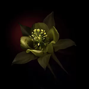 USA, Colorado, Fort Collins. Domestic columbine flower close-up