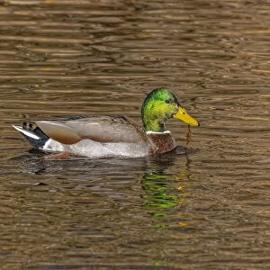 USA, Colorado, Loveland. Mallard duck male swimming in lake