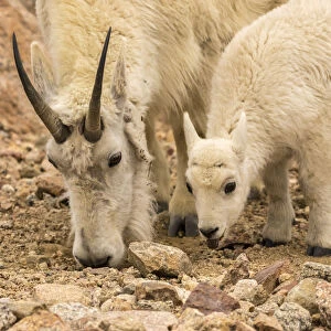 USA, Colorado, Mt. Evans. Mountain goat nanny and kid eating dirt for minerals. Credit as