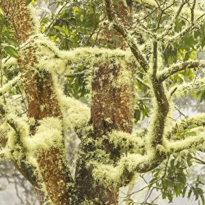 USA, Hawaii, Hakalau Forest National Wildlife Refuge. Moss-covered tree. Credit as