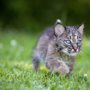USA, Minnesota, Sandstone, Baby Bobcat (Kitten)
