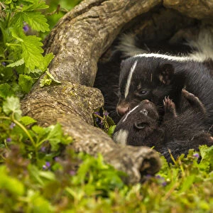 USA, Minnesota, striped skunk, mother and kit in log, captive