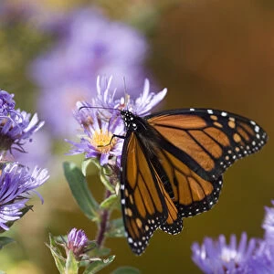 USA, New Hampshire. Monarch butterfly on aster flower
