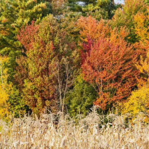 USA, Vermont, Morrisville. Lyle McKee Road, fall foliage