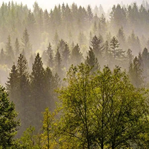 USA, Washington State, Preston Evergreens and Cottonwood trees lifting fog on hillside