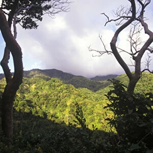 View of St Kitts rainforest, Caribbean