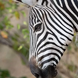 Zambia, South Luangwa National Park. Crawshay's zebra face detail