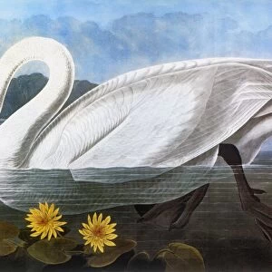 AUDUBON: SWAN, 1827. Whistling, or Common American, Swan (Olor columbianus). Colored engraving from John James Audubons The Birds of America, 1827-38