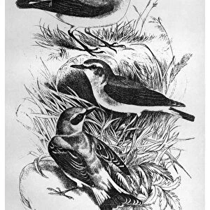 BLACKBURN: BIRDS, 1895. Wheatear. Illustration by Jemima Blackburn, 1895