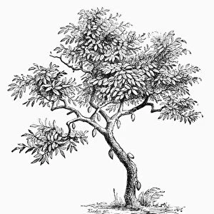 CACAO TREE. Theobroma cacao. Line engraving, 19th century