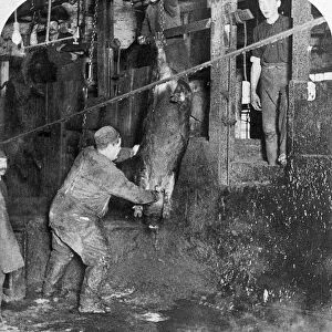CHICAGO: MEATPACKING. Factory workers sticking hogs at the Armour and Company meatpacking house