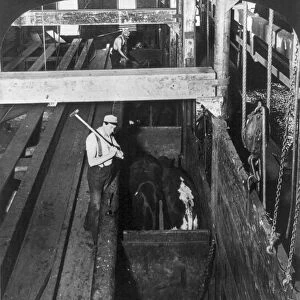 CHICAGO: MEATPACKING. A worker knocking out cattle with a hammer before they are