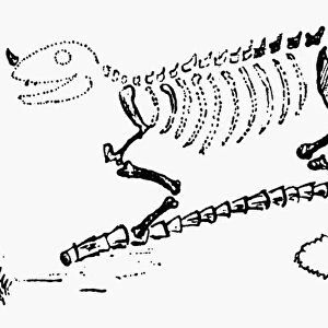 DINOSAUR: IGUANODON. Drawing of the first reconstruction of the skeleton of Iguanodon