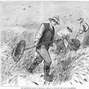 GRASSHOPPER PLAGUE, 1888. Capturing young grasshoppers in Minnesota. Wood engraving, American, 1888