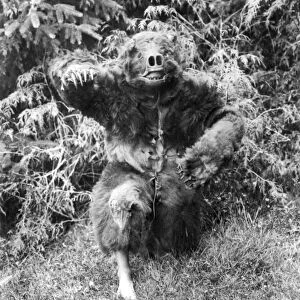 KWAKIUTL DANCER, c1914. A Kwakiutl man dressed in a full bear costume, to guard
