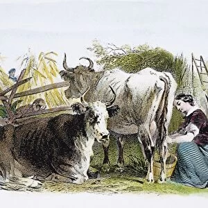 MILKING COWS, c1870. 19th century American farm scene: steel engraving, c1870