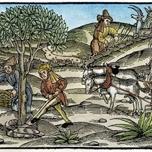 PEASANTS FARMING, c1520. Peasants working the fields in autumn. Woodcut, German, c1520