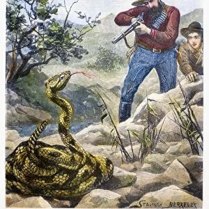 SHOOTING A RATTLESNAKE. A hunter prepares to shoot a rattlesnake. Line engraving, English, late 19th century, after Stanley Berkeley