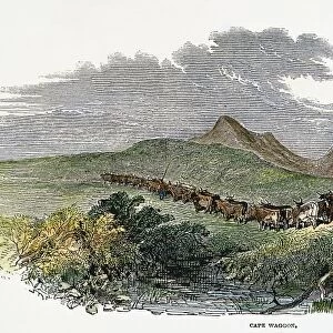 SOUTH AFRICA: GREAT TREK. Voortrekkers making the Great Trek from the Cape Colony to Natal between 1835 and 1843. Wood engraving, 1850