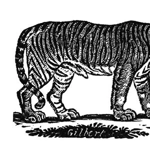TIGER. Engraving, 19th century