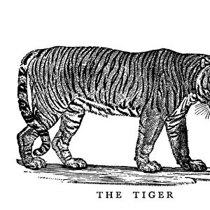 TIGER. Wood engraving, English, early 19th century